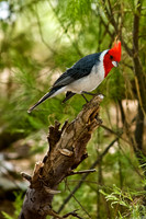 Red-Crested Cardinal