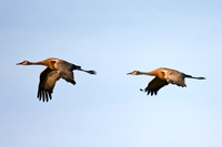 Sandhill Crane in Flight