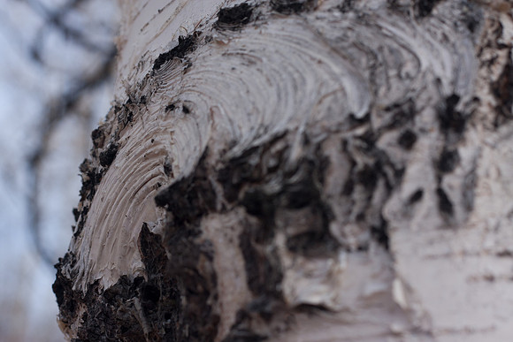 Alaskan Birch Tree