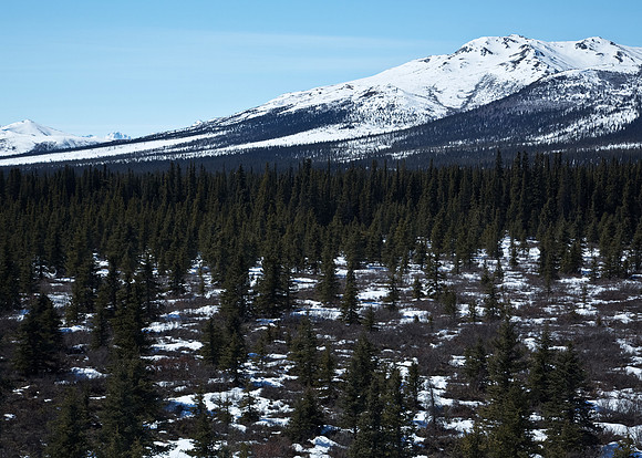 Denali National Park