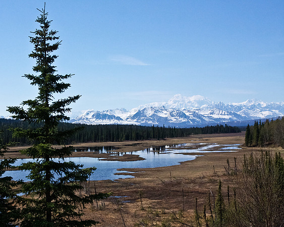 Denali Landscape