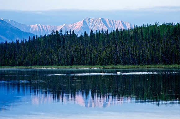 Swans at Dusk in Alaska's Wrangell St. Elias National Park and Preserve