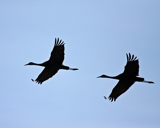 Sandhill Crane Silhouette