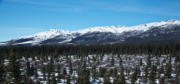 Denali's Forests and Mountains