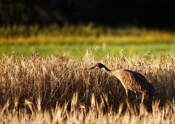 Sandhill Crane in Field