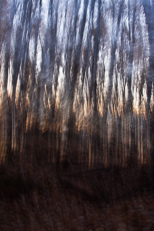 Weird Birch