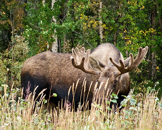 Bull Moose in Alaska