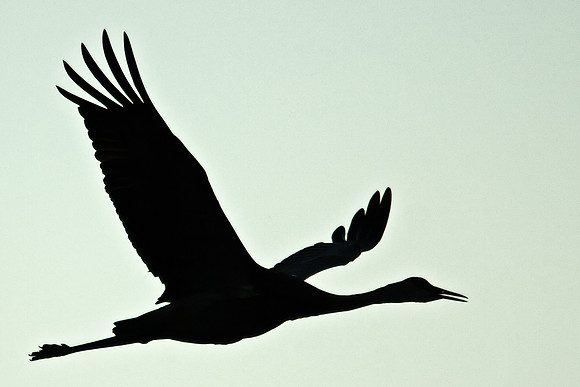 Sandhill Crane in Flight