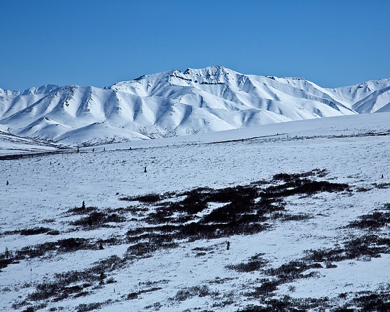 Denali's Mountains and Fields