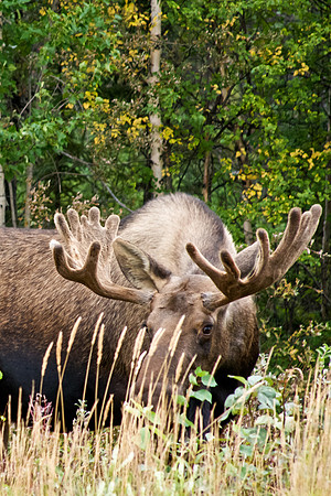 Bull Moose in Alaska