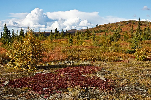 Interior Alaska in Fall