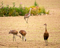 Four Sandhill Cranes