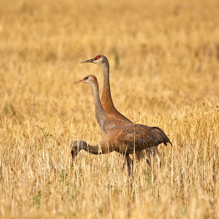 Sandhill Cranes in Field