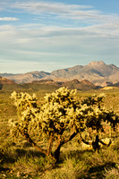 Cholla Landscape
