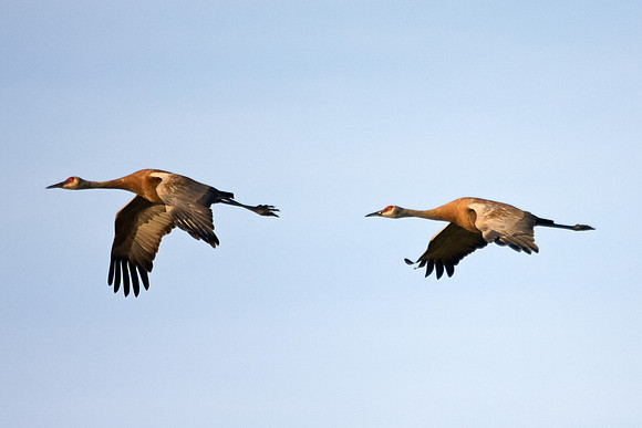 Sandhill Crane in Flight