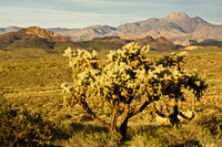 Arizona Landscape