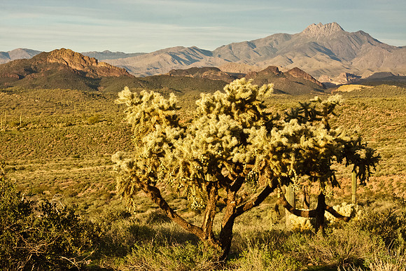 Arizona Landscape
