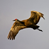 Sandhill Crane in Flight