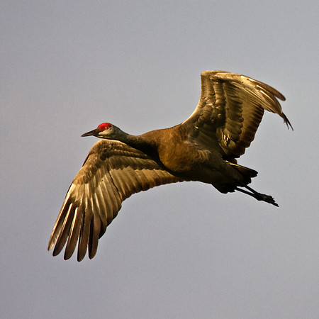 Sandhill Crane in Flight