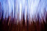 Weird Birch