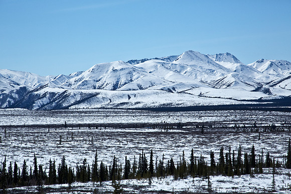 Denali's Fields and Mountains