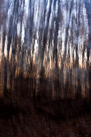 Weird Birch