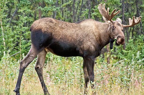 Bull Moose in Alaska