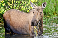 Alaskan Moose in Tundra Pond