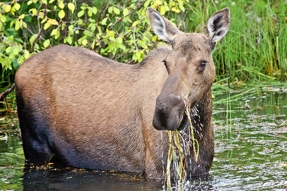 Alaskan Moose in Tundra Pond
