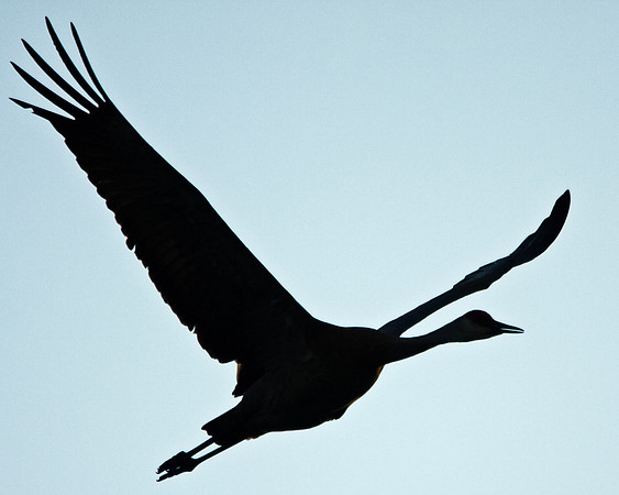 Sandhill Crane in Flight