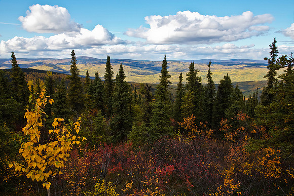 Interior Alaska's Forests in Fall