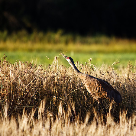 Sandhill Crane