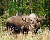 Bull Moose in Alaska