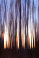Weird Birch