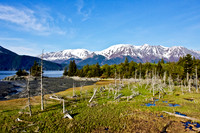 The Forests of Alaska's Turnagain Arm