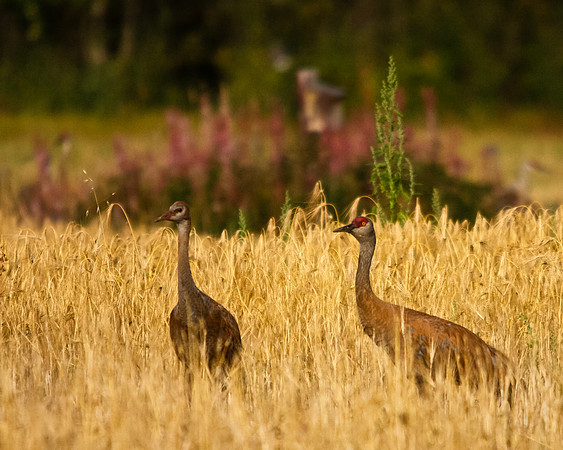 Two Sandhill Cranes in a field in Fairbanks, Alaska