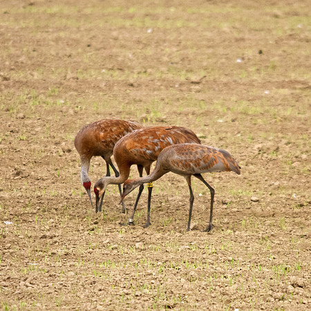 Trio of Cranes