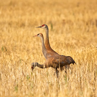 Sandhill Cranes in Field