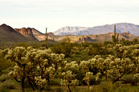 Arizona Landscape