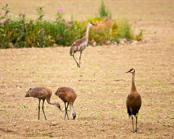 Four Sandhill Cranes