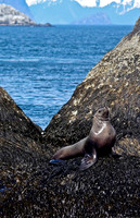 Steller Sea Lion in Alaska's Kenai Fjords