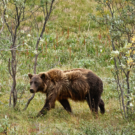 Grizzly Bear in Alaska's Woods in Denali National Park