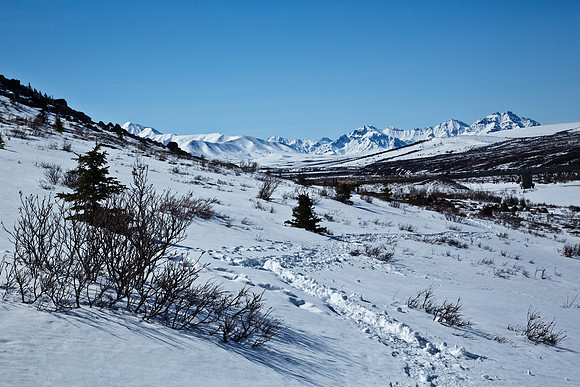Trail through the Snow in Alaska's Denali National Park