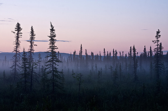 Midnight Sun in interior Alaska's Goldstream Valley