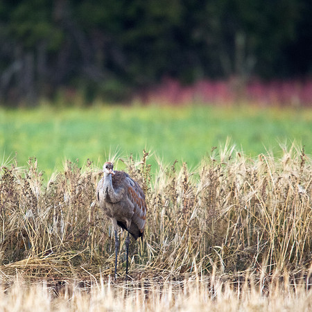Sandhill Crane in Creamer's Field in Fairbanks, Alaska