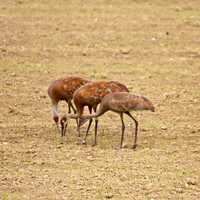 Trio of Cranes