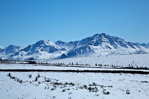 Denali's Mountains and Fields