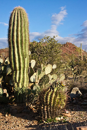 Arizona's Saguaro National Park