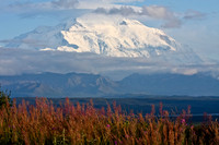 Denali and Fireweed