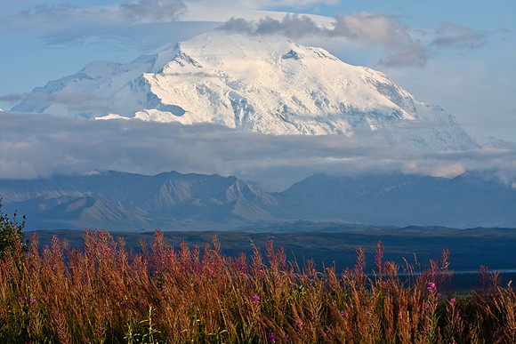 Denali and Fireweed